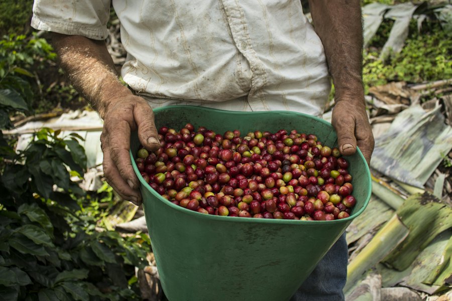 Campesino sosteniendo un balde de cerezas de café