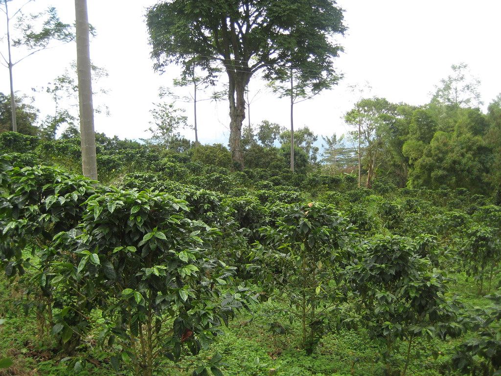 Cafetal creciendo bajo árboles de sombra en la montaña