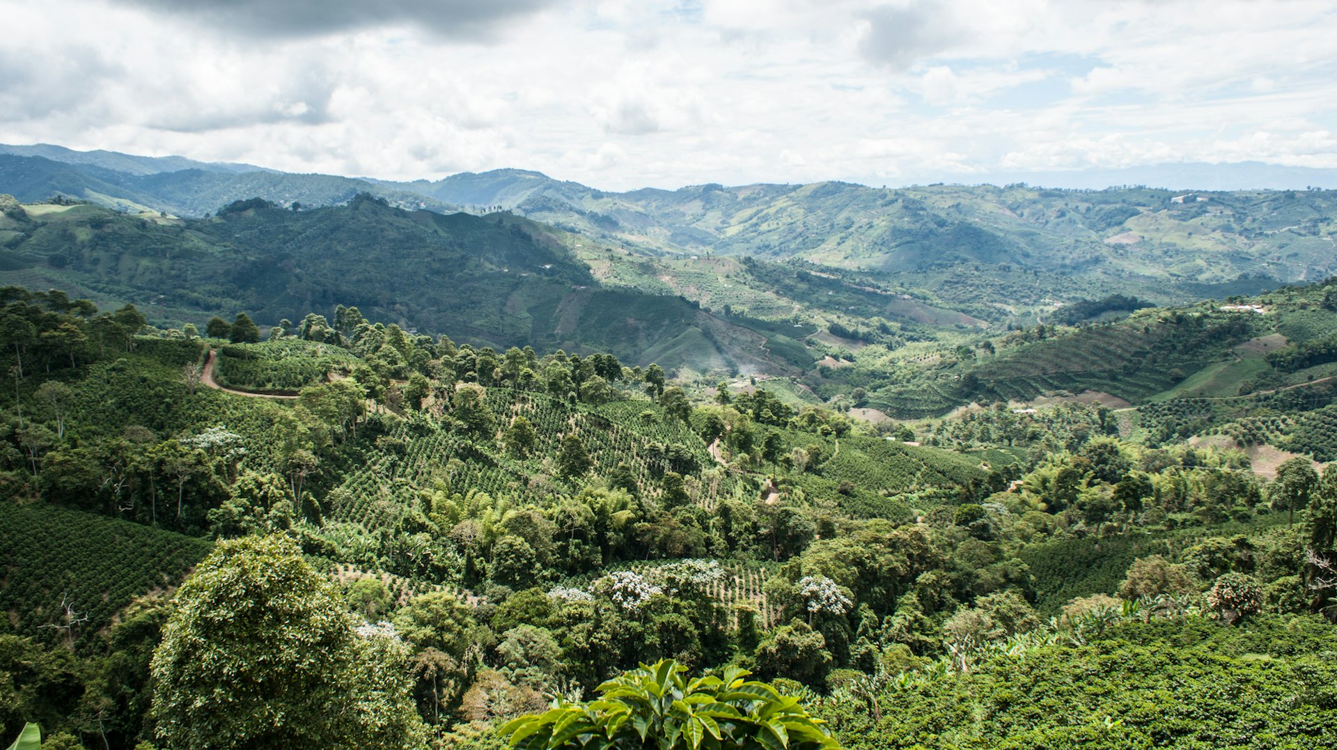 Cafetales de alta montaña