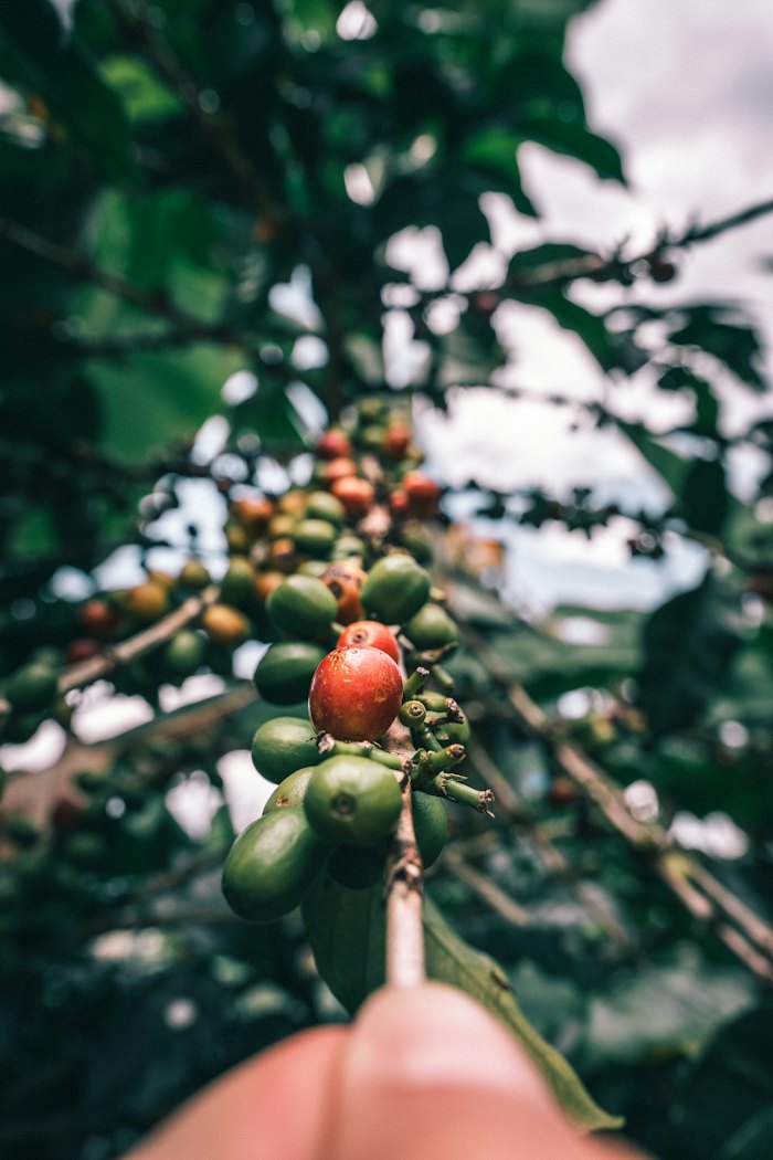 Cereza de café madura en la rama