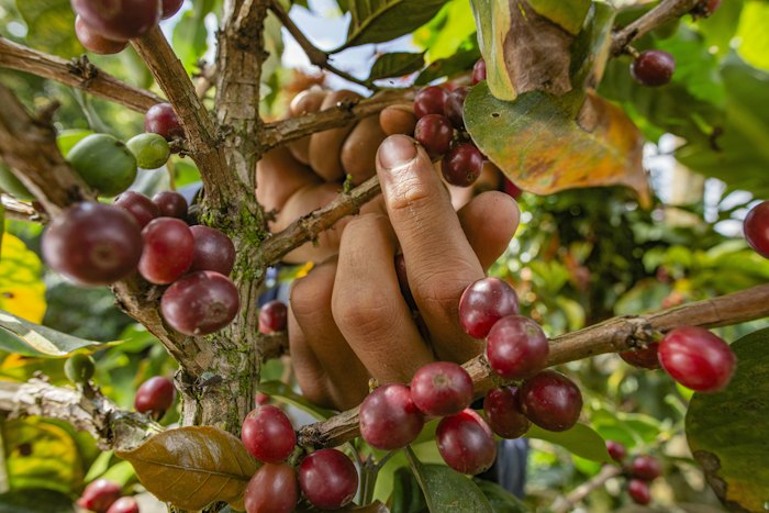 Cerezas de café en la rama de un cafeto