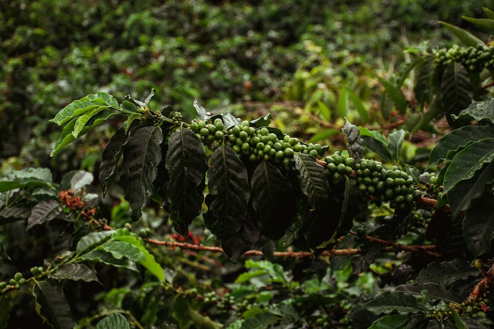 Vegetación de montaña en zona cafetera