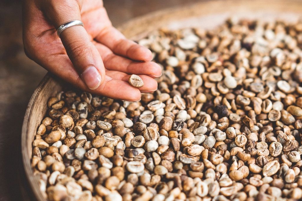 Manos seleccionando granos de café en un cesto